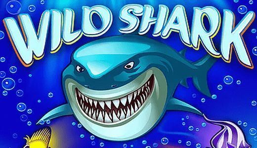 Wild Shark Wild Shark